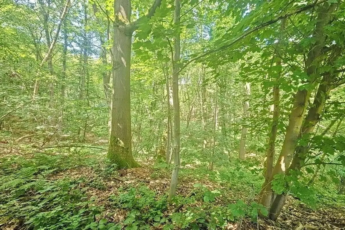 Grond te  koop in Waver 1300 259000.00€  slaapkamers m² - Zoekertje 149627