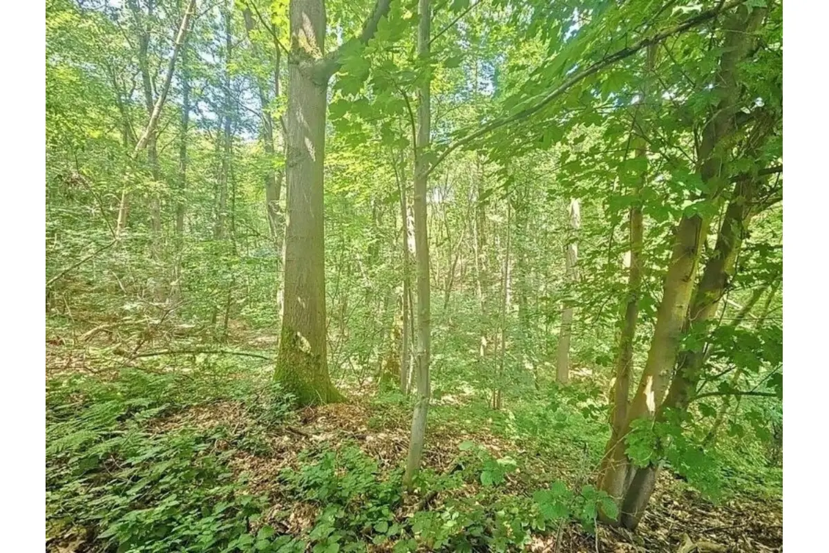 Grond te  koop in Waver 1300 259000.00€  slaapkamers m² - Zoekertje 149627