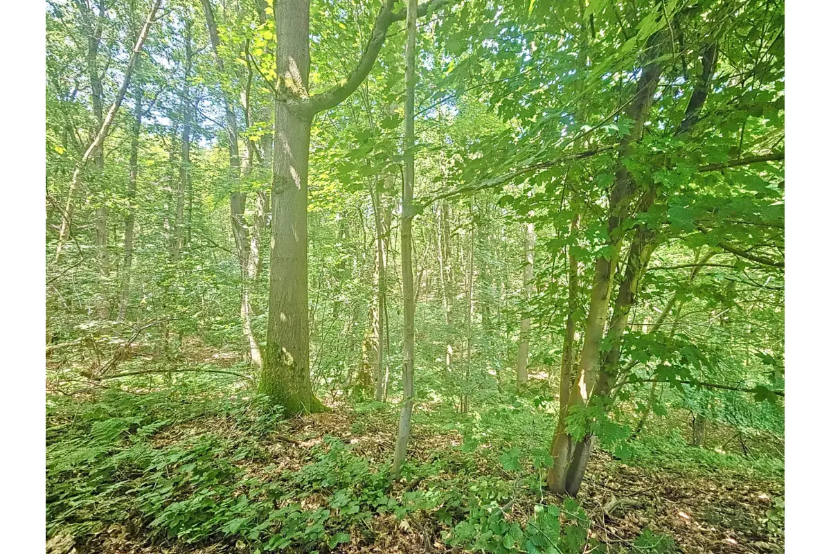 Terrain à vendre à Wavre 1300 259000.00€  chambres m² - Annonce 710256